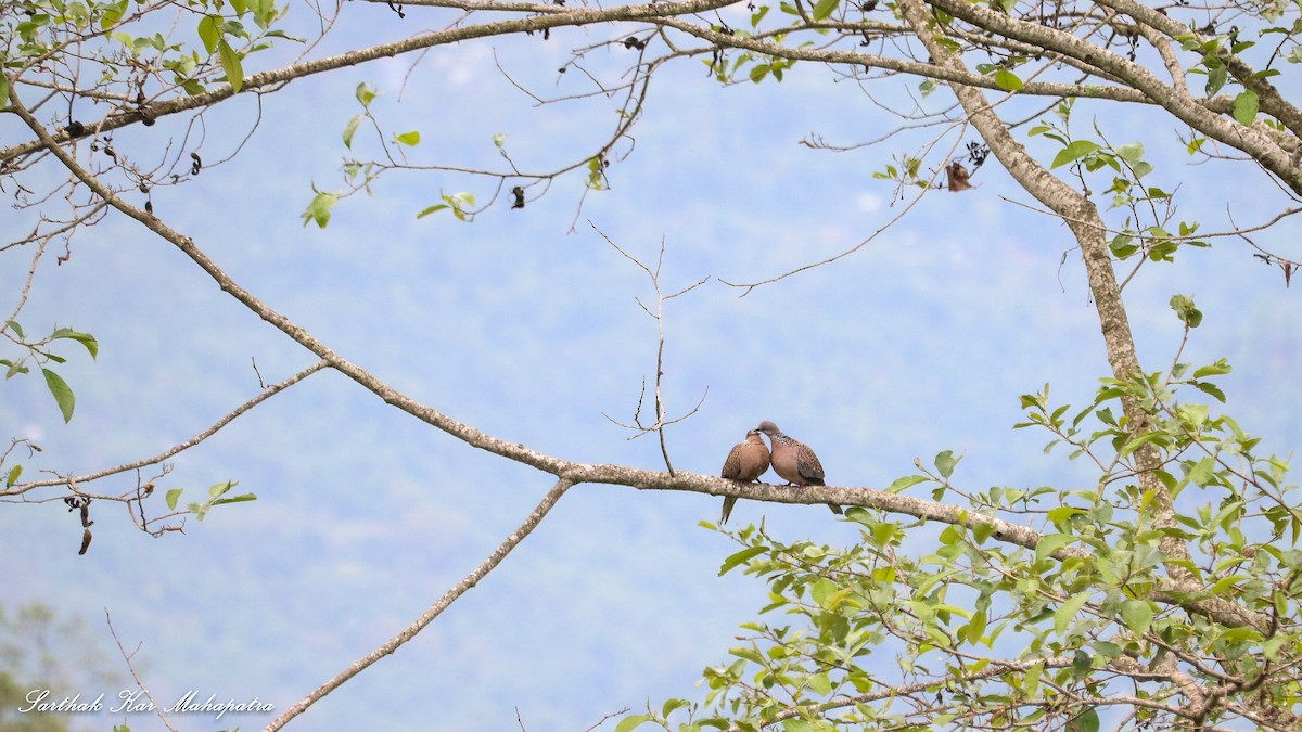 Spotted Dove - ML624210117