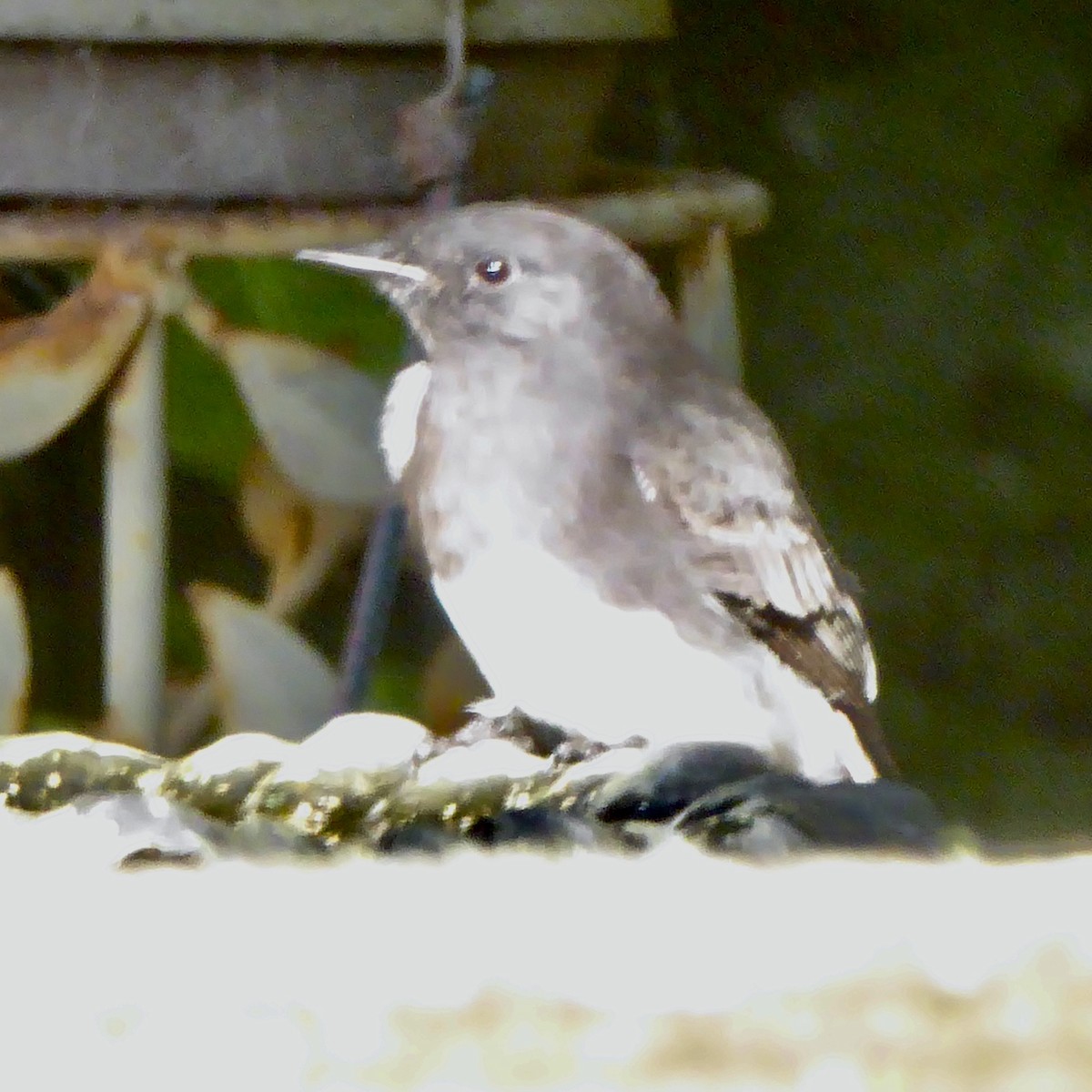 Black Phoebe (Northern) - ML624210126