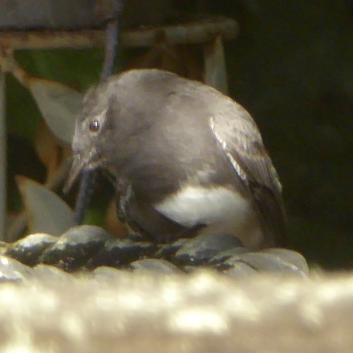 Black Phoebe (Northern) - ML624210134