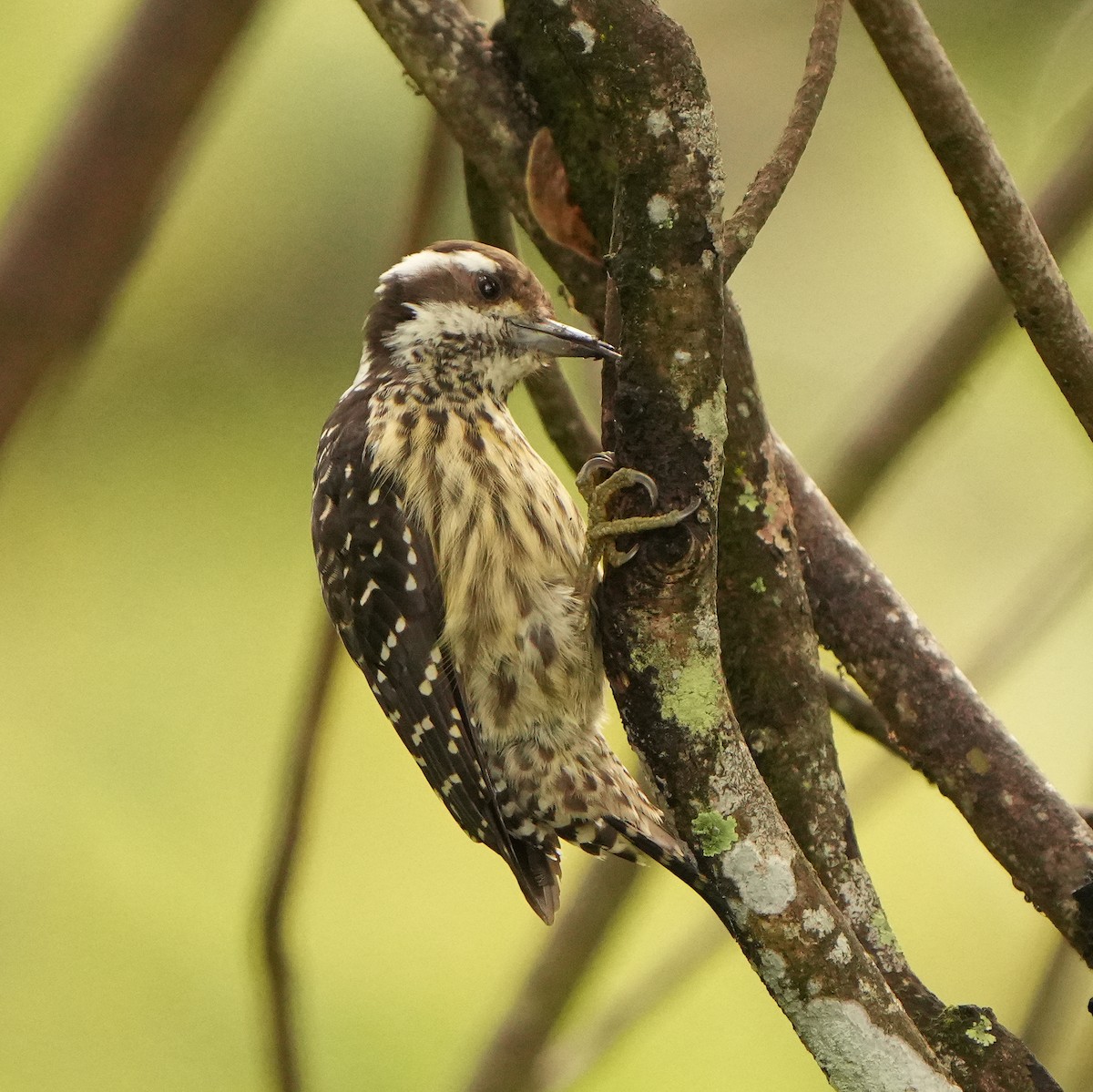 Philippine Pygmy Woodpecker - ML624210138