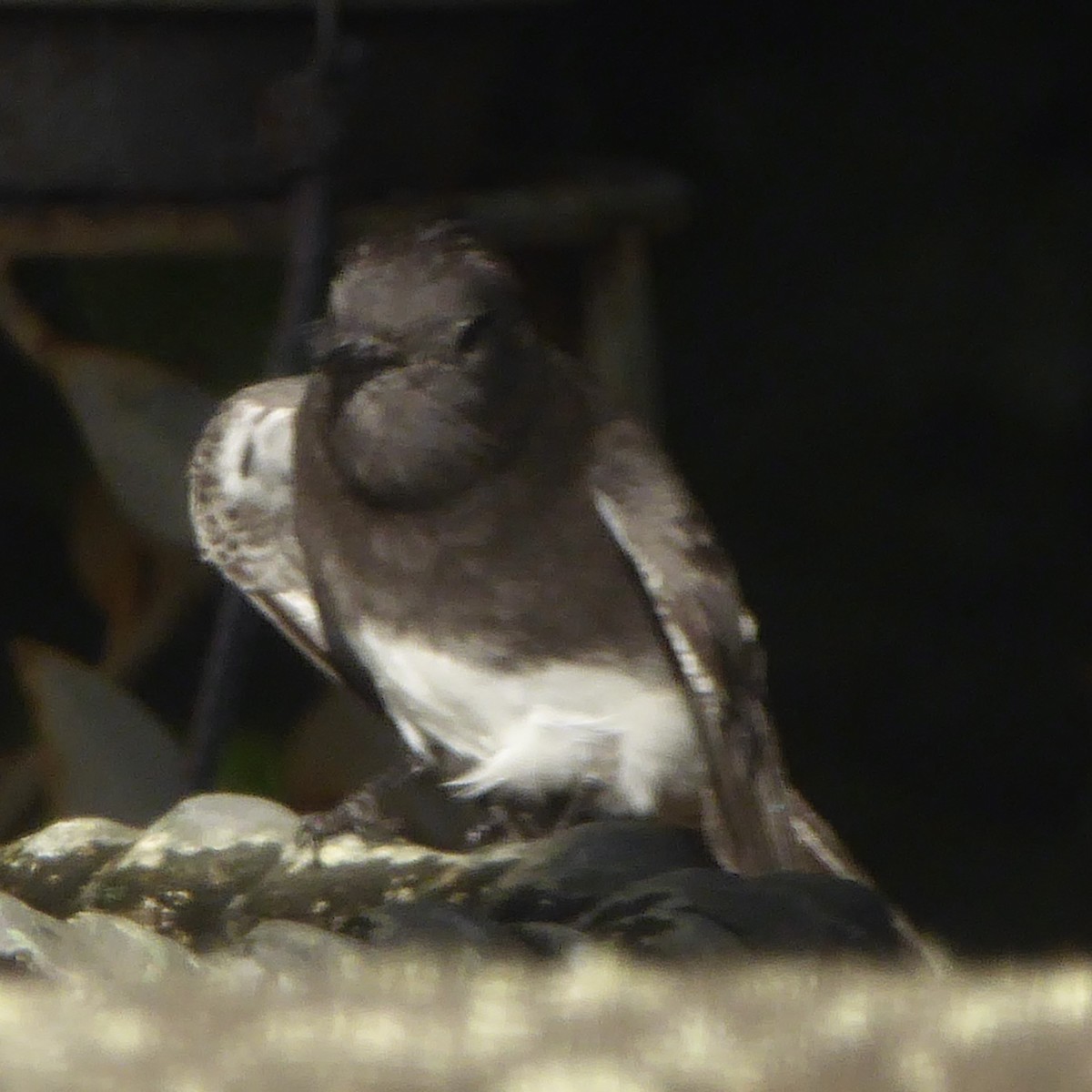 Black Phoebe (Northern) - ML624210143