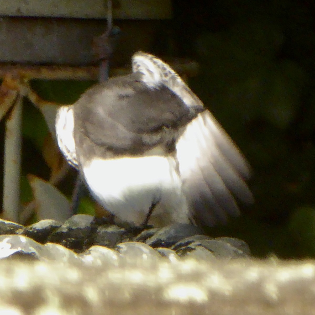 Black Phoebe (Northern) - ML624210150