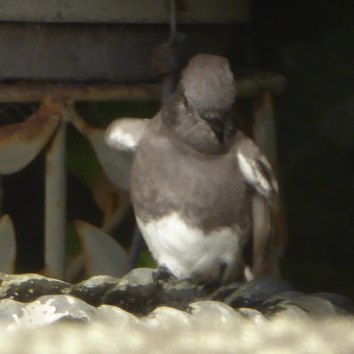 Black Phoebe (Northern) - ML624210163