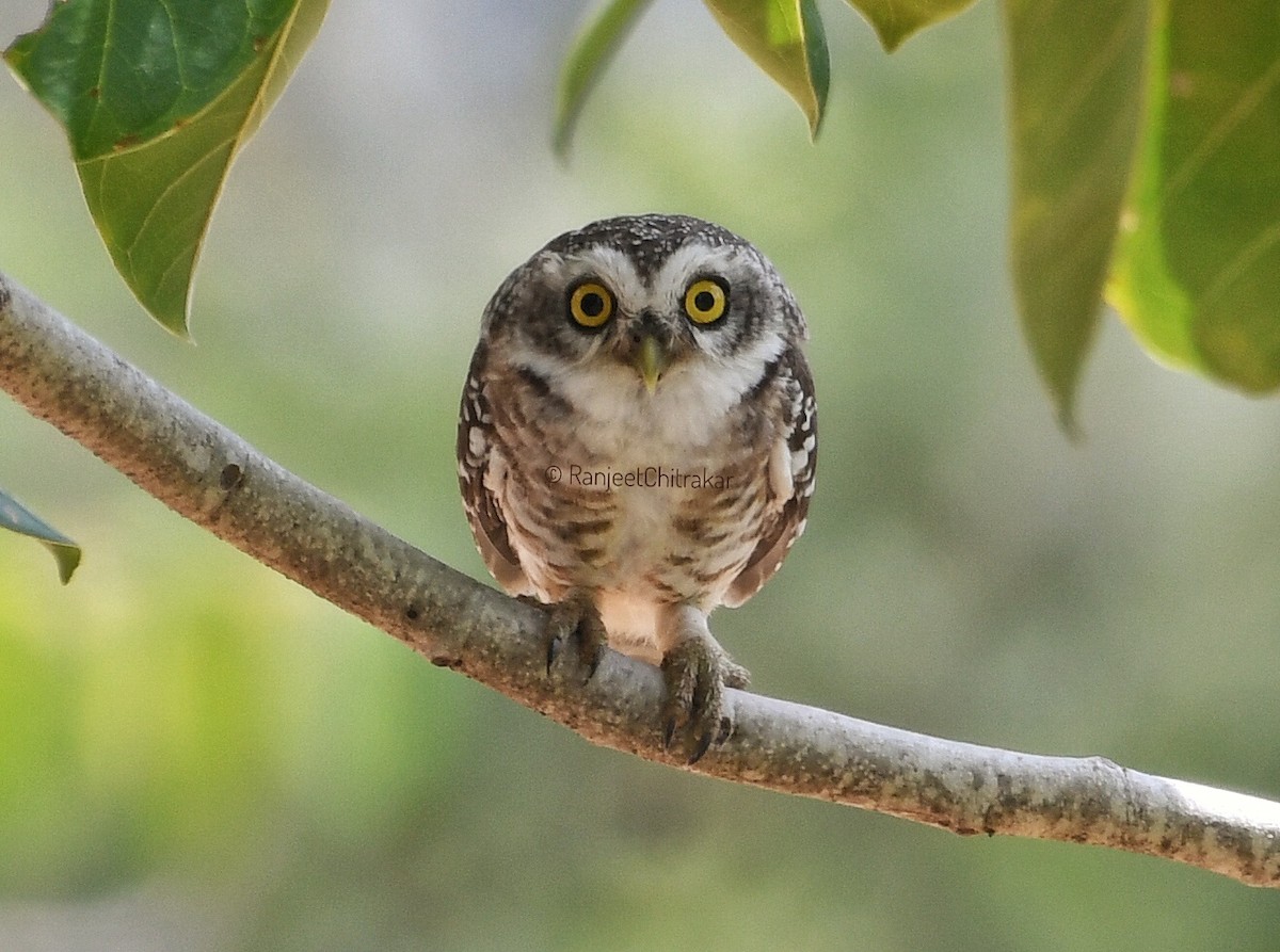 Spotted Owlet - ML624210174