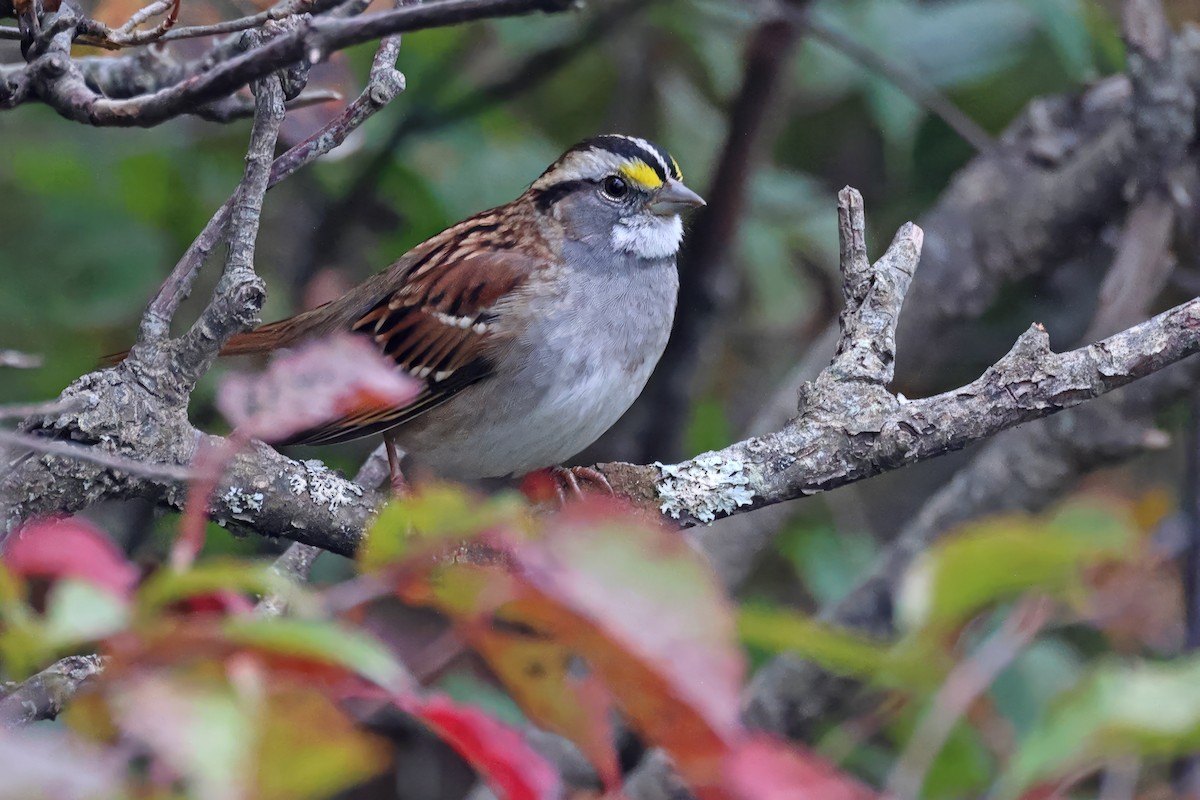 White-throated Sparrow - ML624210185