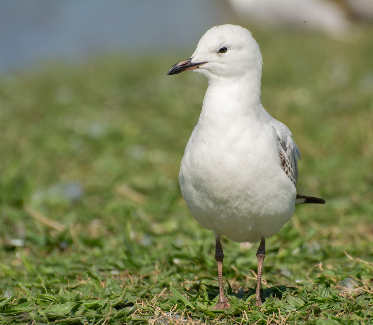 Silver Gull (Silver) - ML624210192