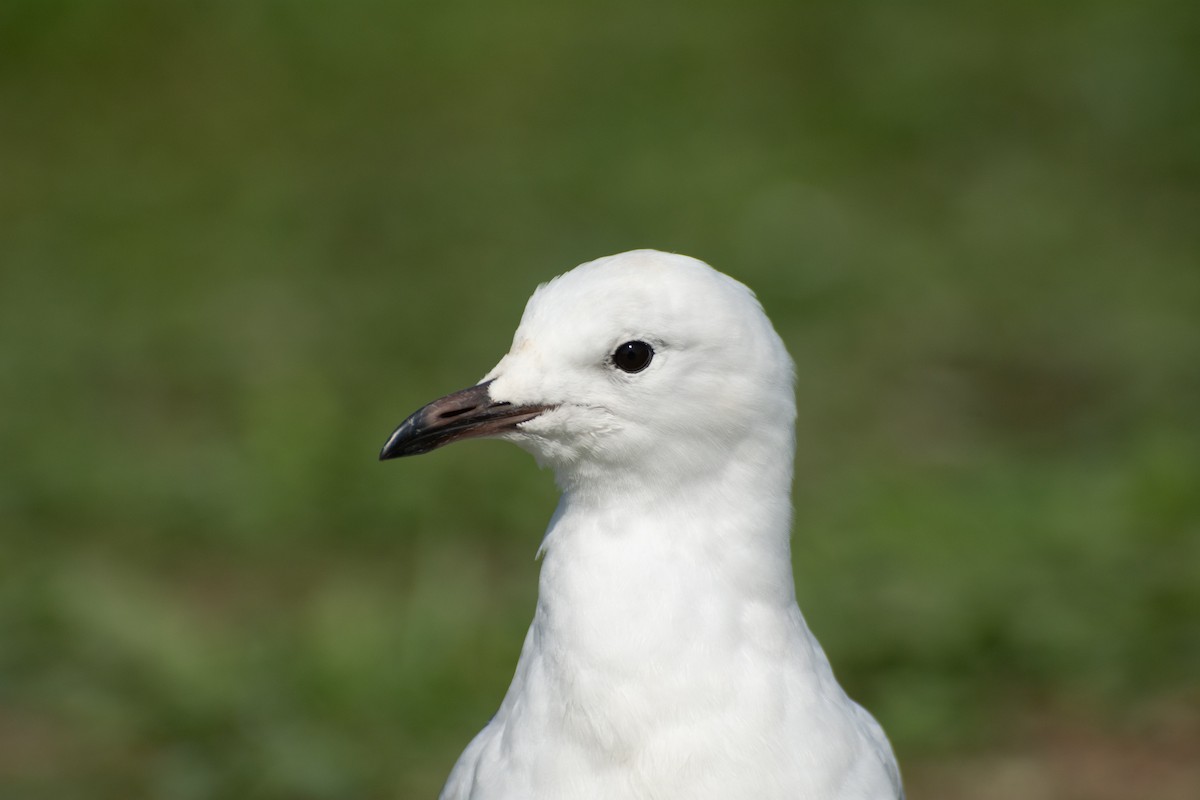 Silver Gull (Silver) - ML624210195