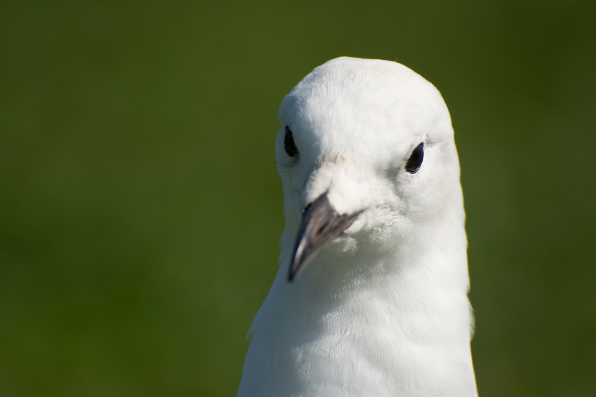 Silver Gull (Silver) - ML624210196