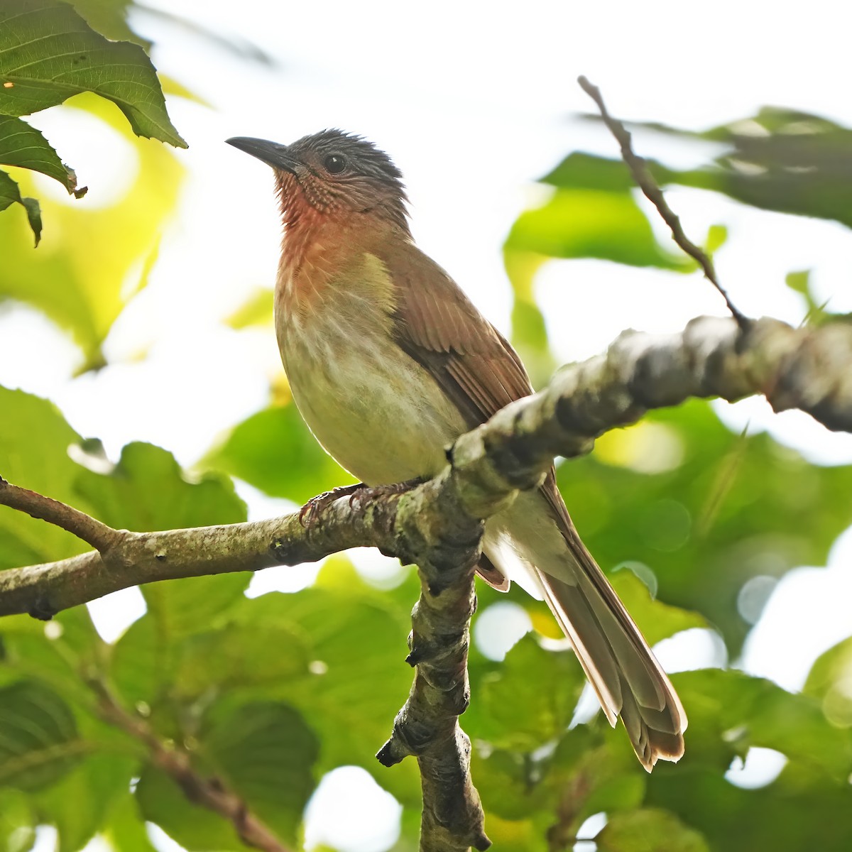 Philippine Bulbul - ML624210199