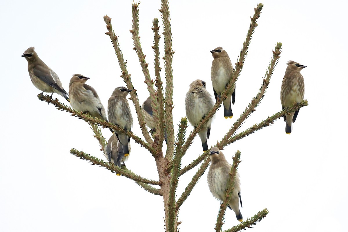 Cedar Waxwing - ML624210200