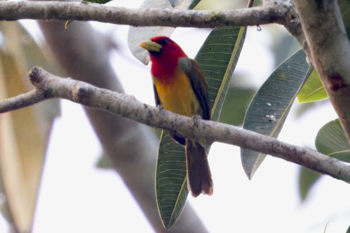 Scarlet-hooded Barbet - ML624210201