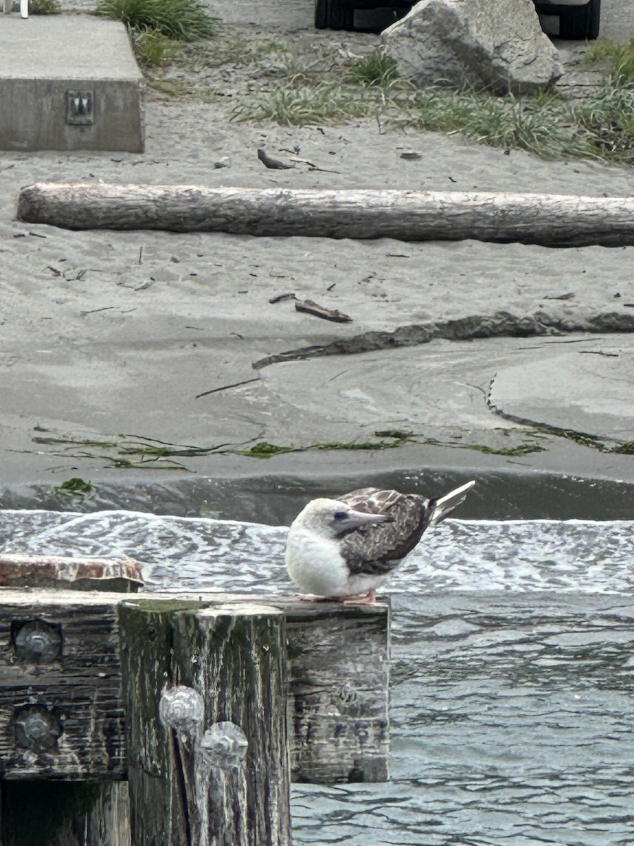 Red-footed Booby - ML624210210