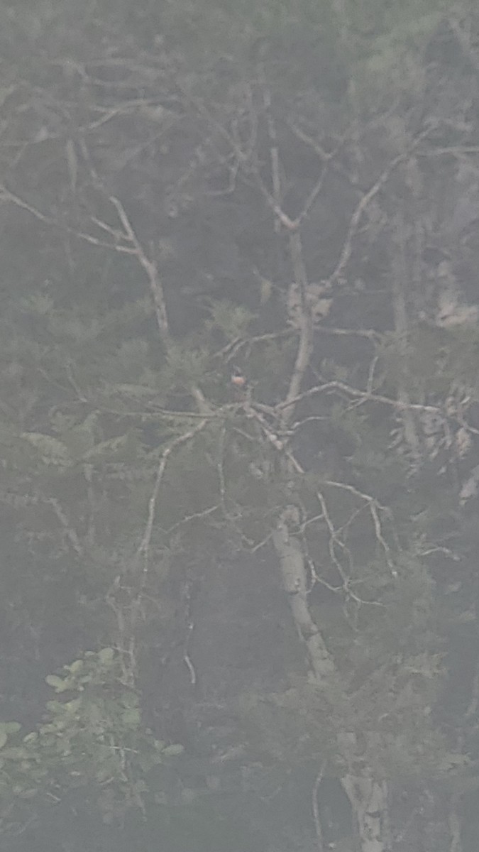 Orange-breasted Falcon - Siva Gopalnarayanan