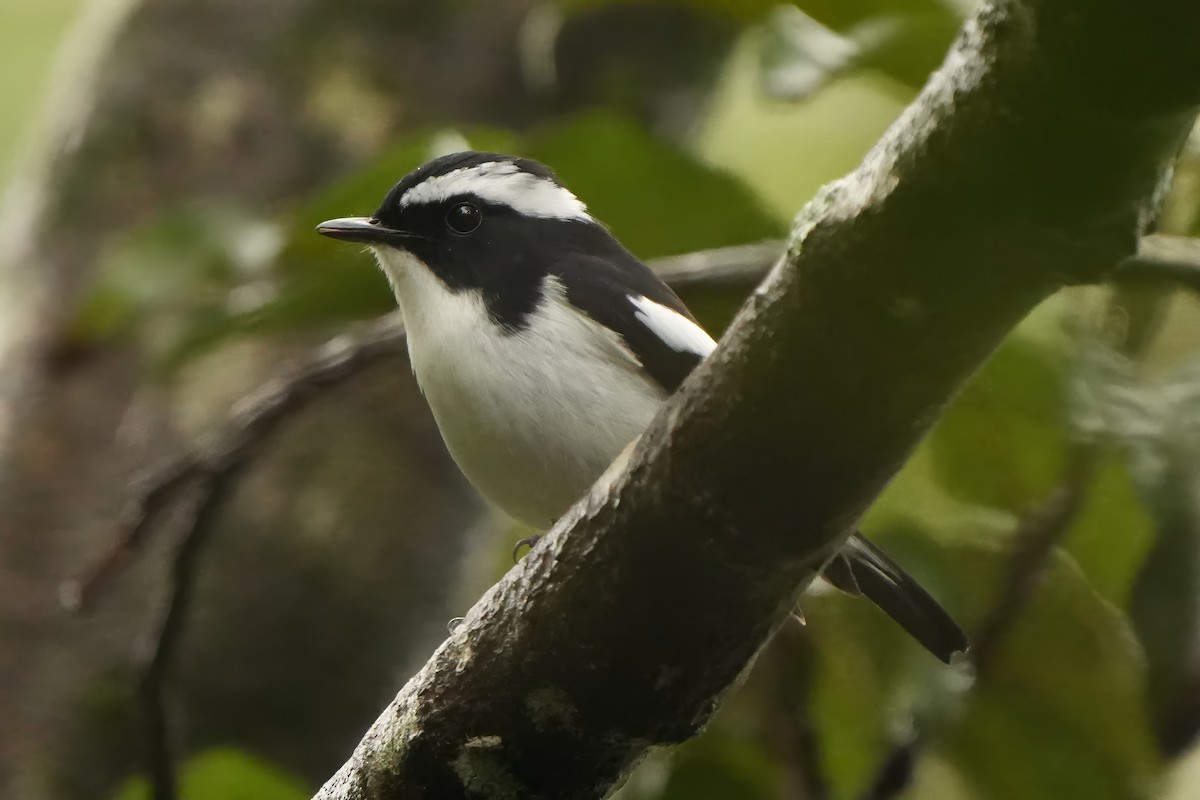 Little Pied Flycatcher - ML624210218