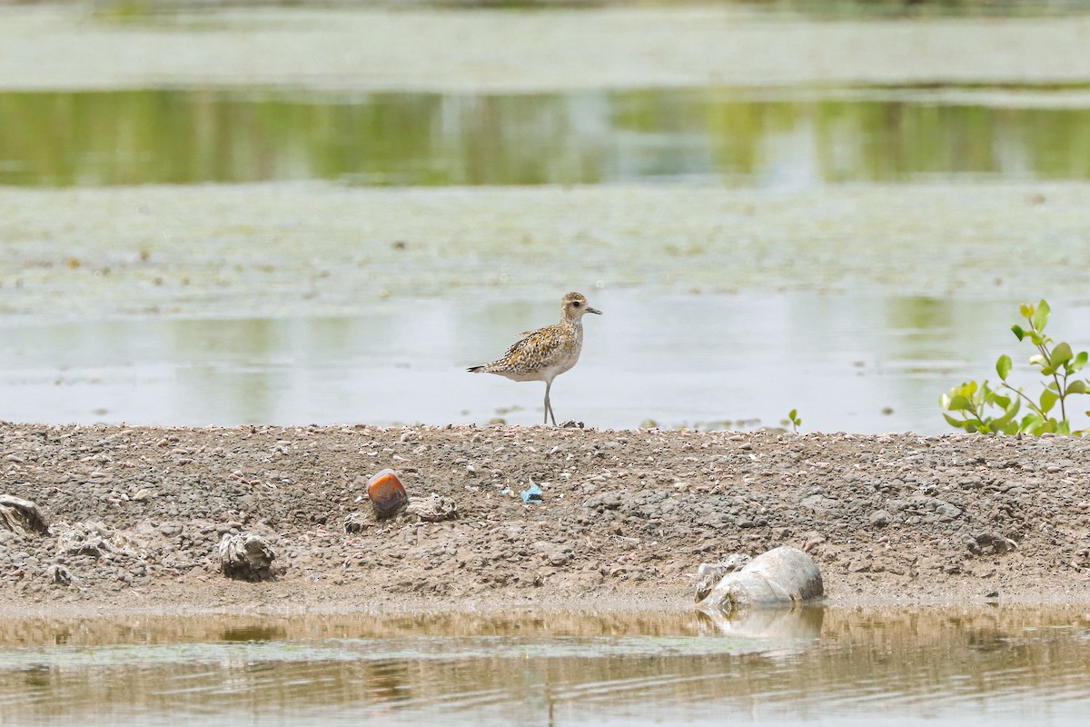 Pacific Golden-Plover - ML624210219