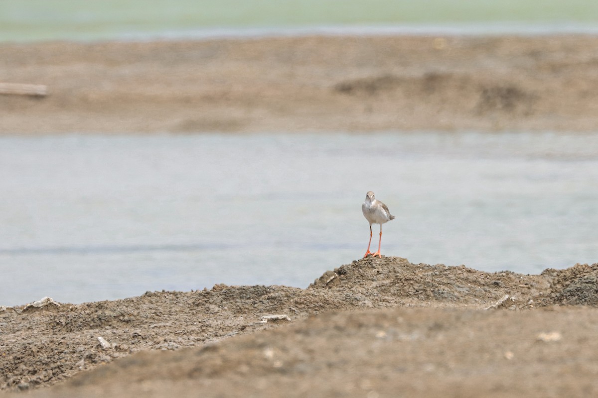 Common Redshank - ML624210230