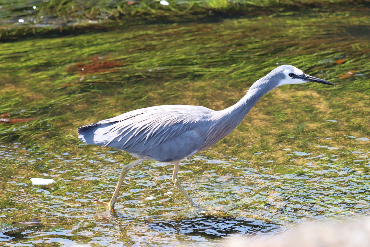 White-faced Heron - ML624210236