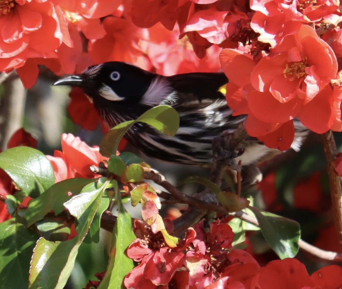 New Holland Honeyeater - ML624210249