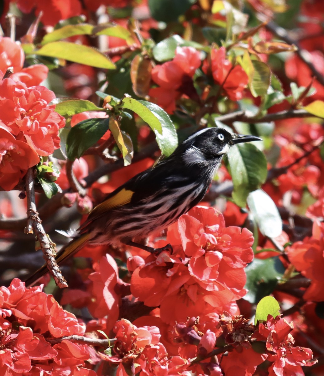 New Holland Honeyeater - ML624210250