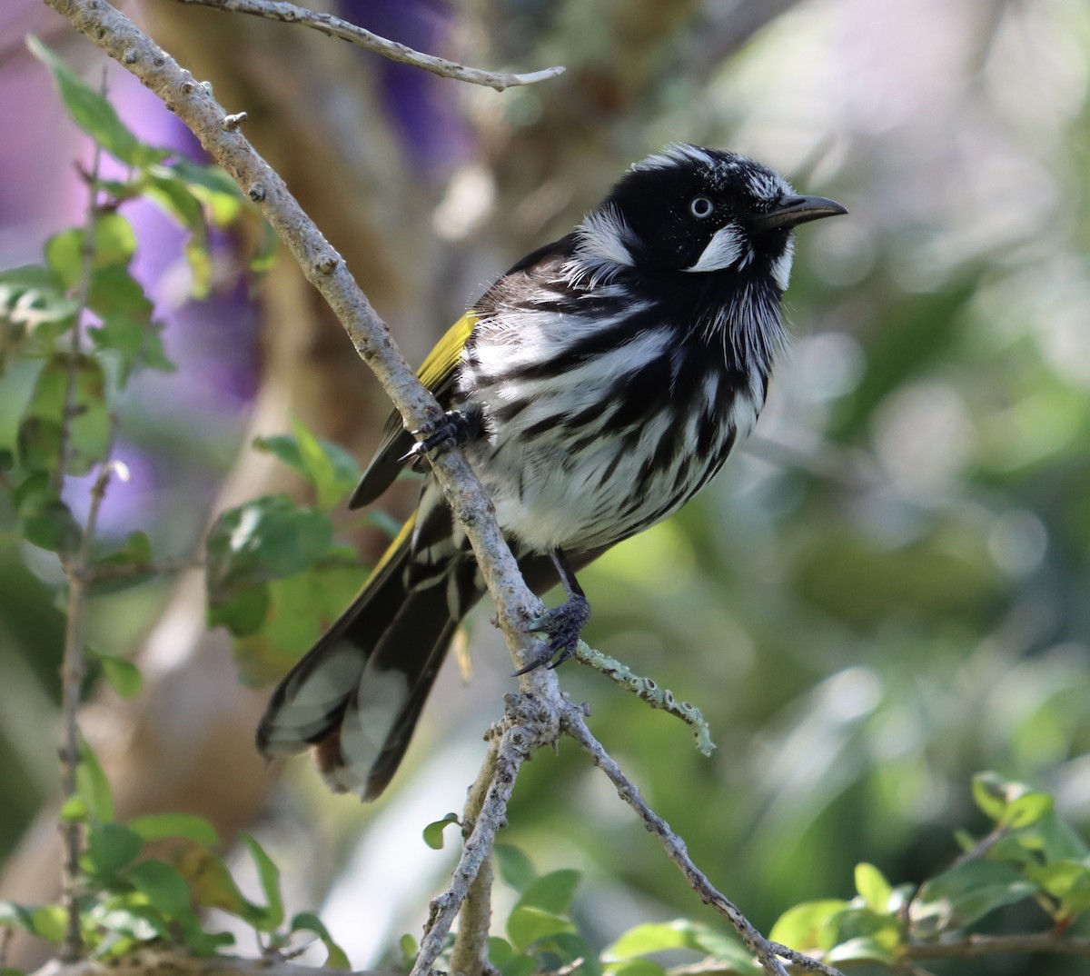 New Holland Honeyeater - ML624210251