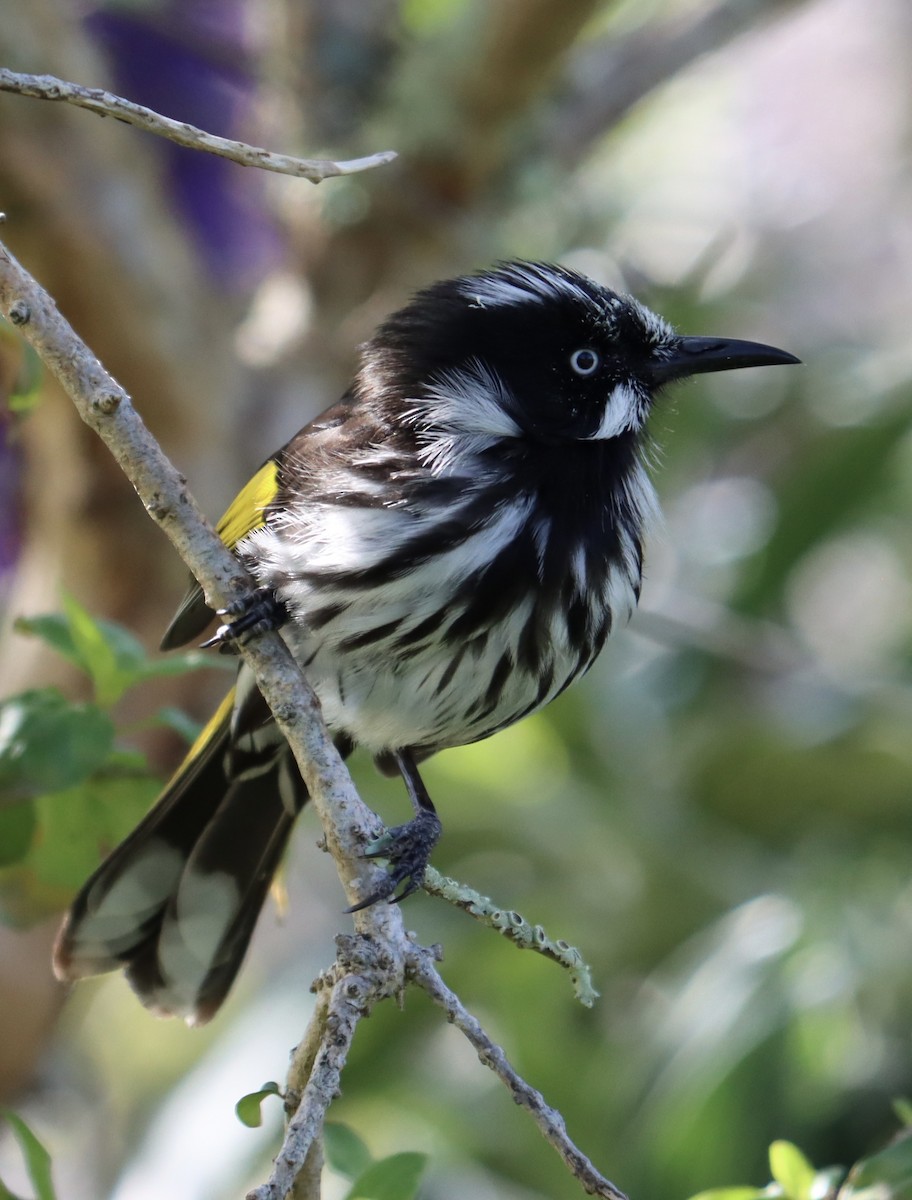 New Holland Honeyeater - ML624210252