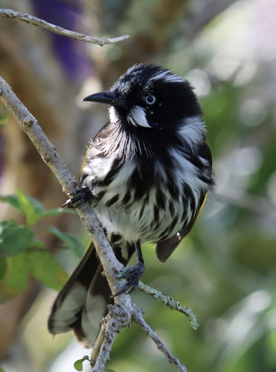 New Holland Honeyeater - ML624210253