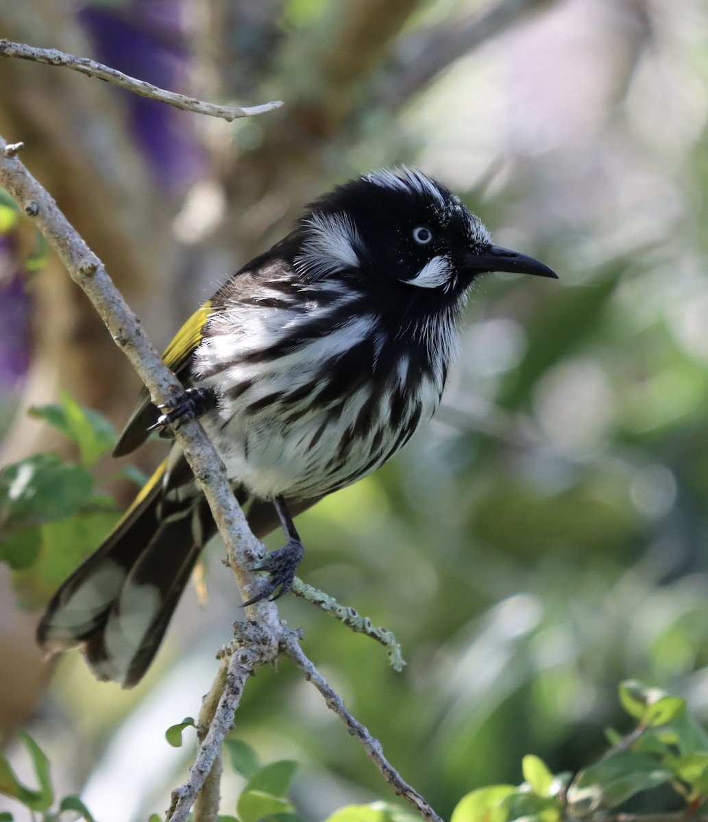 New Holland Honeyeater - ML624210254