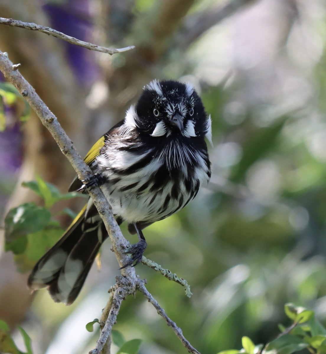 New Holland Honeyeater - ML624210255