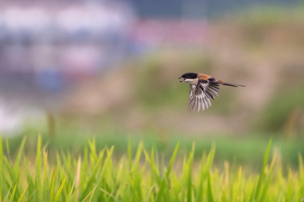 Long-tailed Shrike - ML624210262