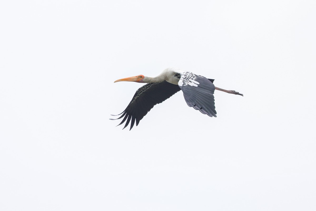 Painted Stork - ML624210273