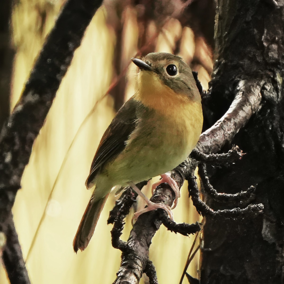 Bundok Flycatcher - ML624210274