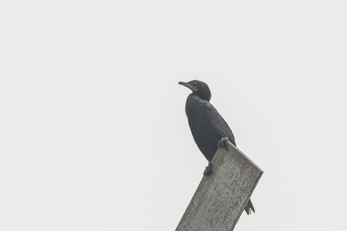 Little Cormorant - ML624210280