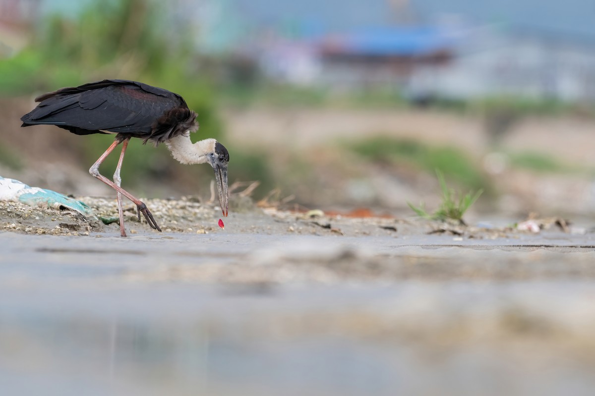 Asian Woolly-necked Stork - ML624210293