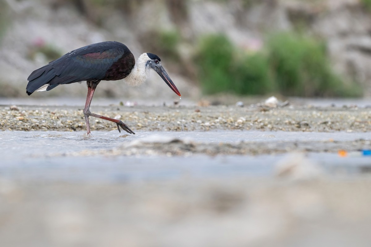 Asian Woolly-necked Stork - ML624210298