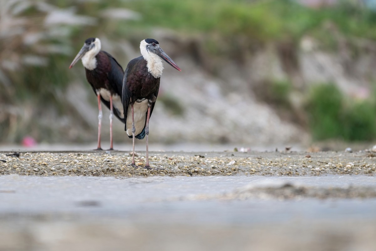 Asian Woolly-necked Stork - ML624210299