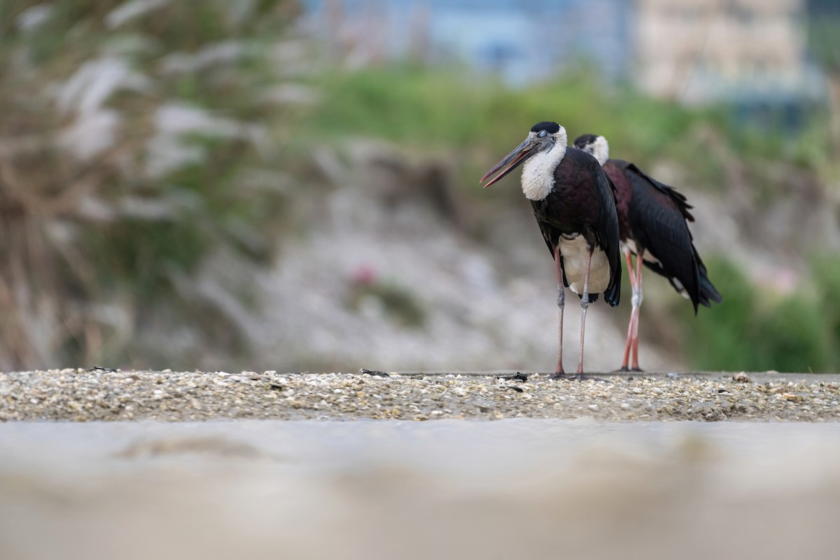 Asian Woolly-necked Stork - Deepak Budhathoki 🦉