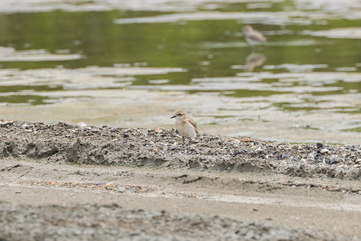 Tibetan Sand-Plover - Nitiroj Boonsai