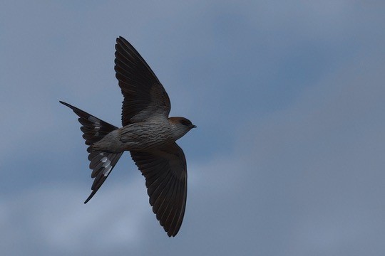 Greater Striped Swallow - ML624210310