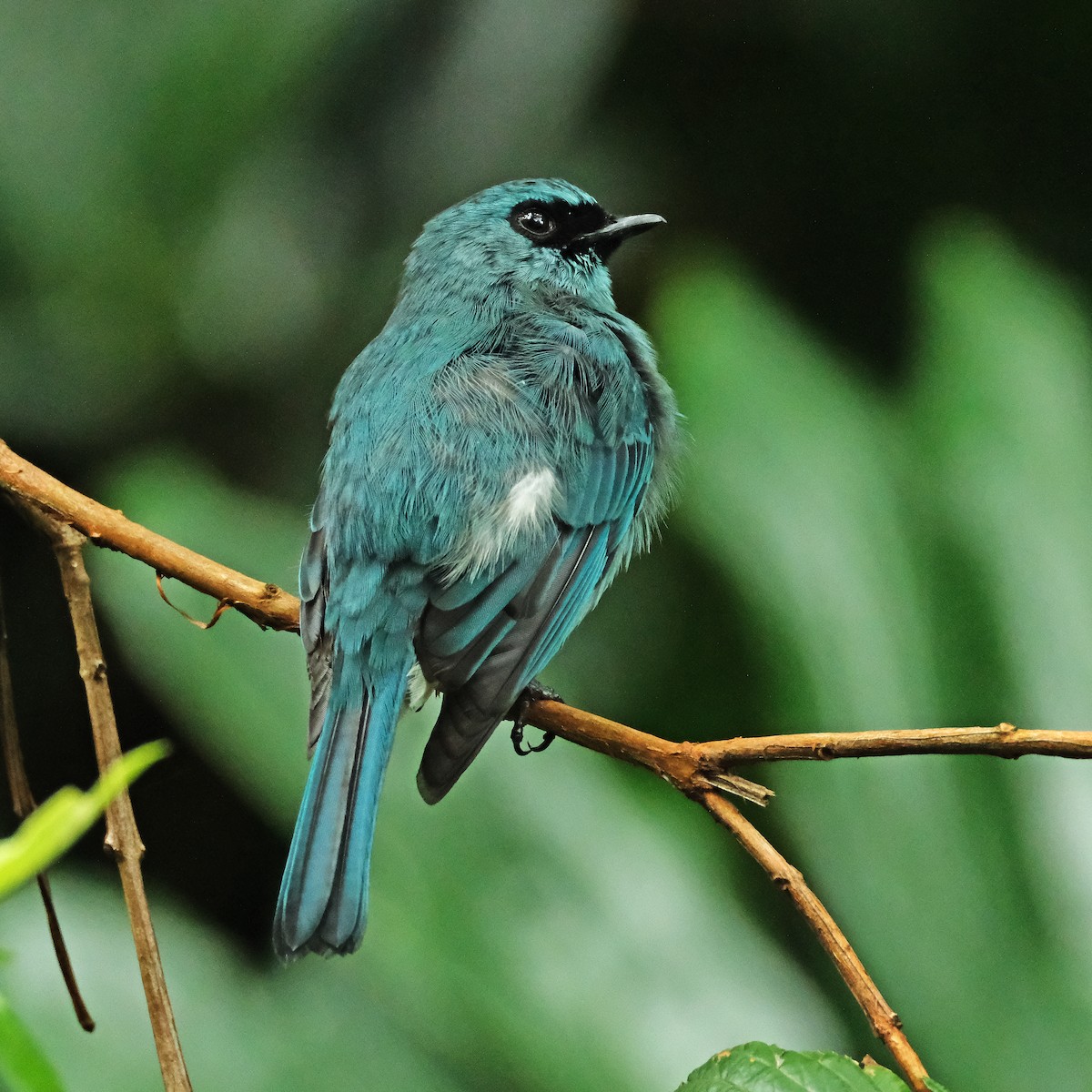 Turquoise Flycatcher - ML624210323