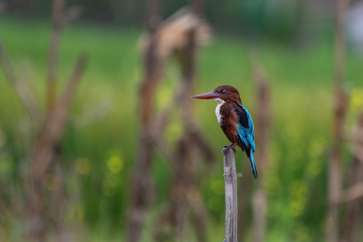 White-throated Kingfisher - ML624210327