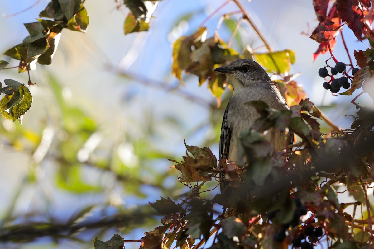 Northern Mockingbird - ML624210331