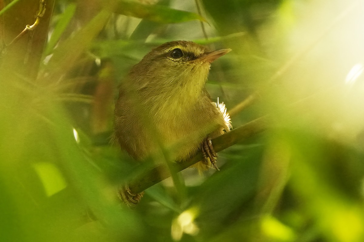 Philippine Bush Warbler - ML624210332