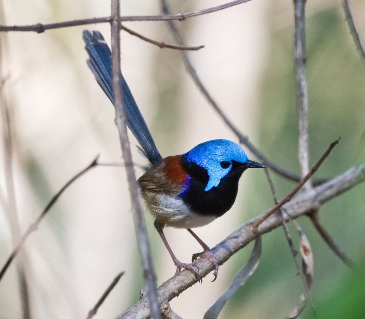 Variegated Fairywren - ML624210333