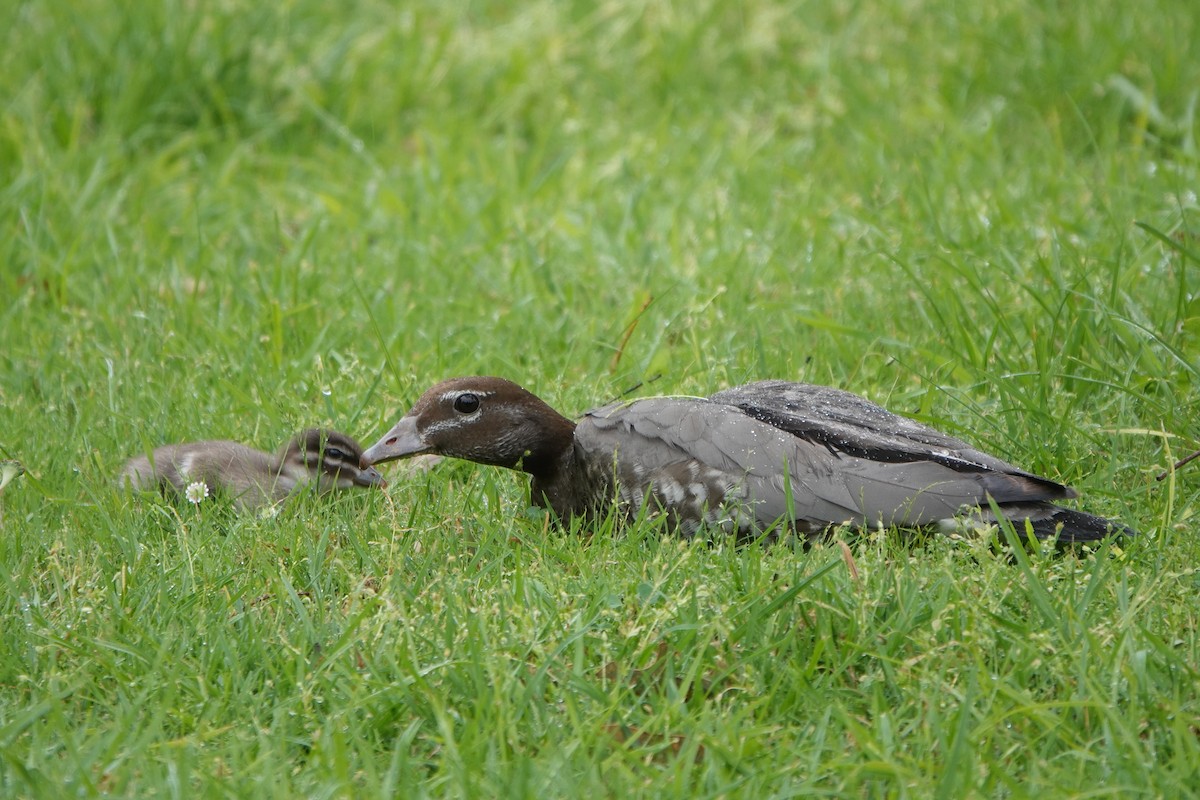 Maned Duck - ML624210354