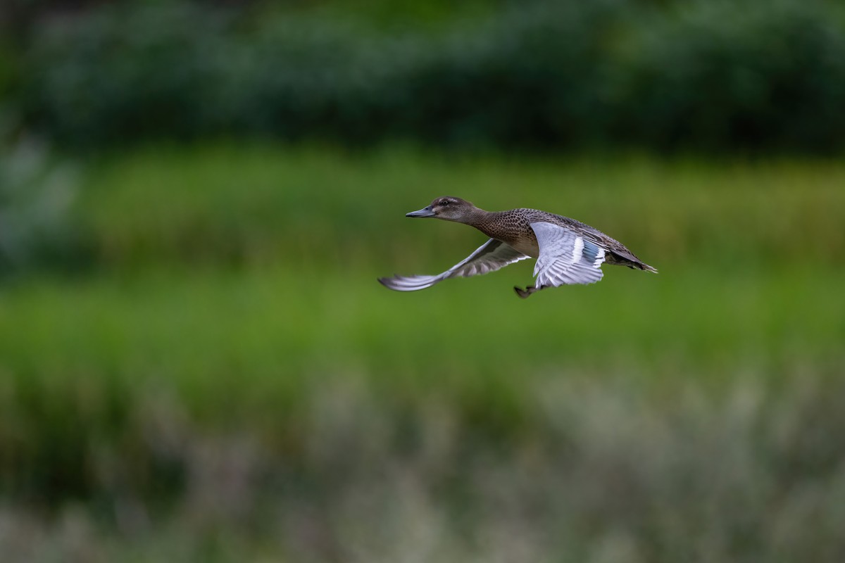 Garganey - ML624210388