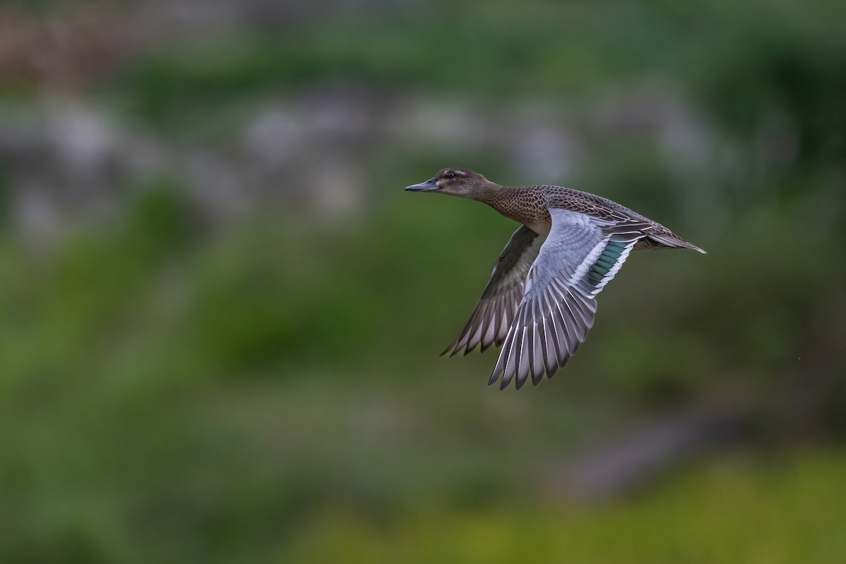 Garganey - ML624210391