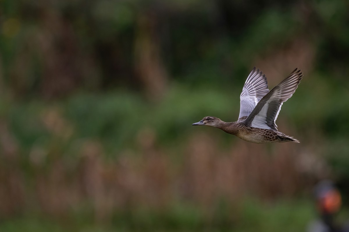 Garganey - ML624210394