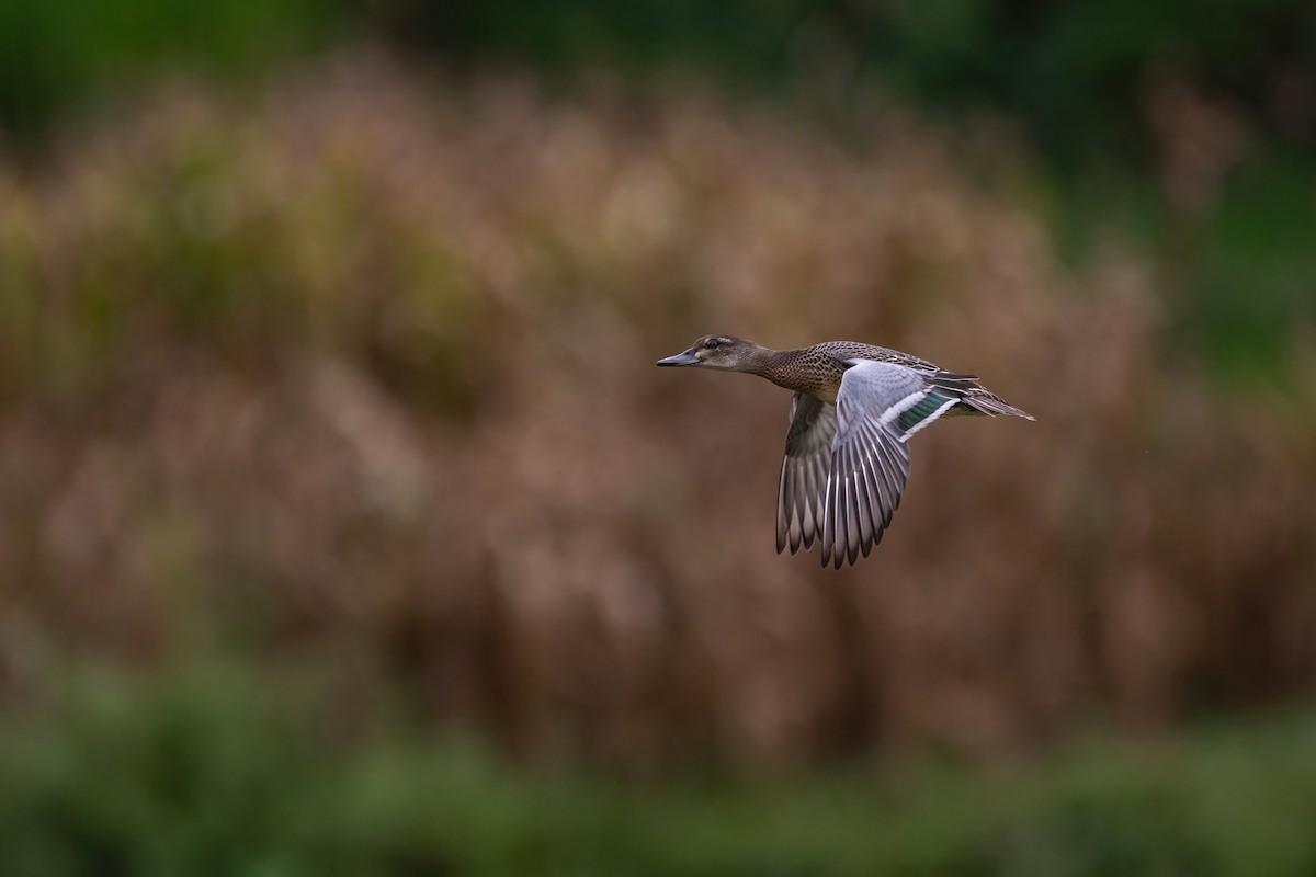 Garganey - ML624210401