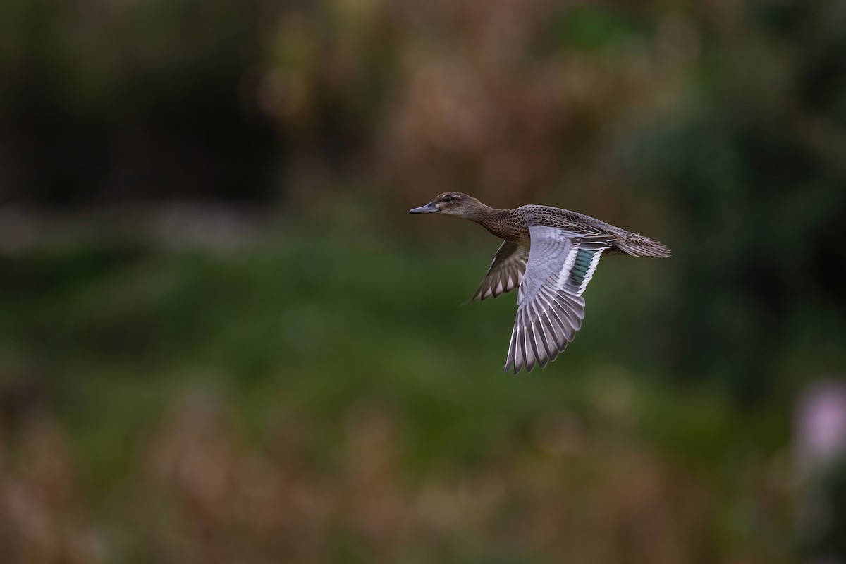 Garganey - ML624210407