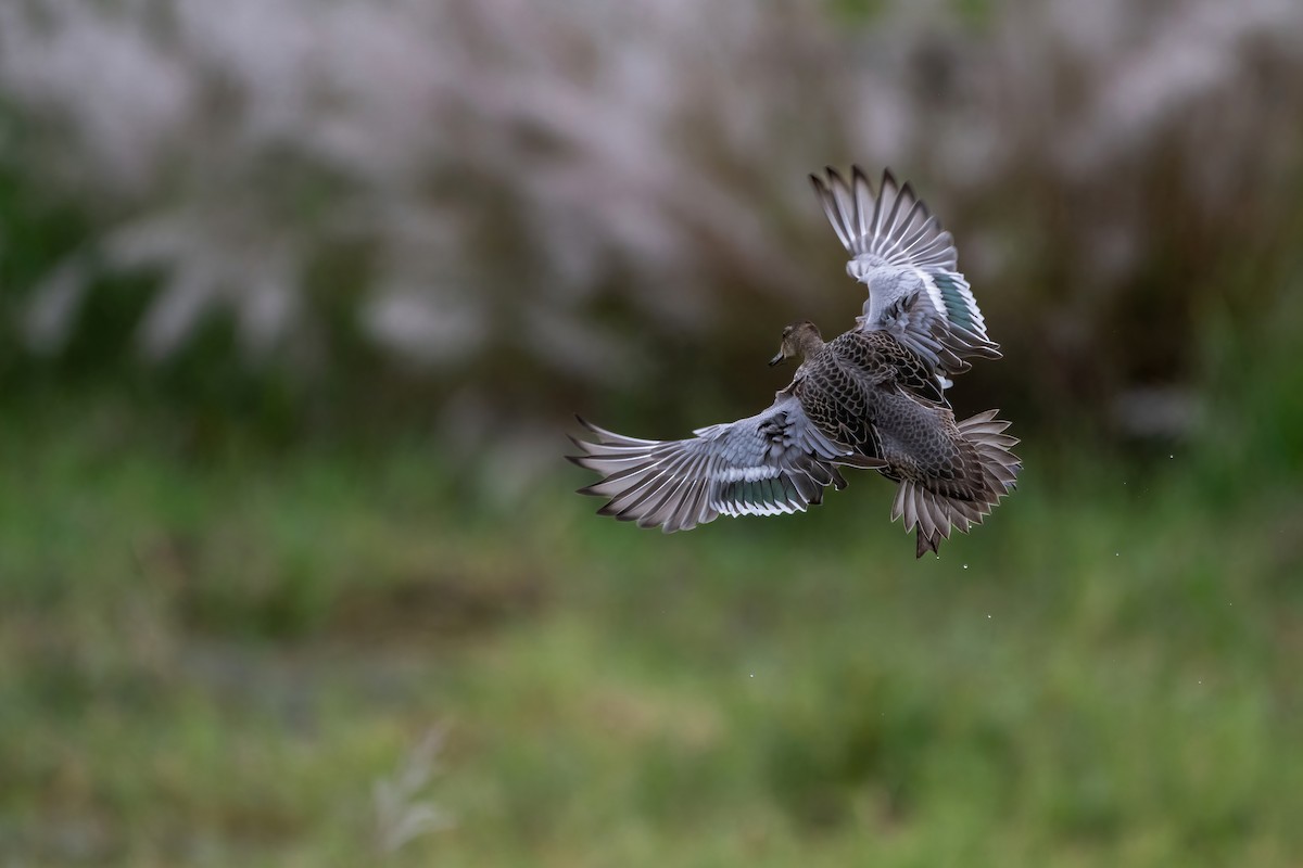 Garganey - ML624210410